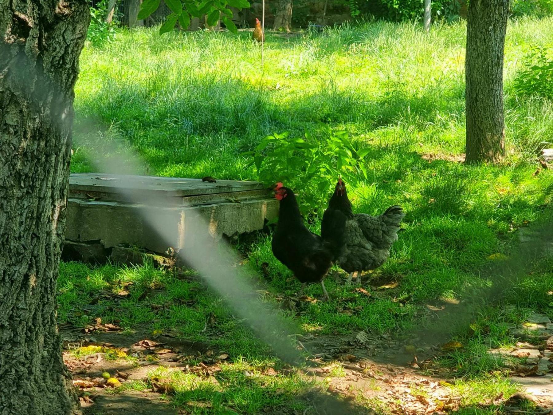 Agriturismo Hidden Paradise Villa Tryavna Dış mekan fotoğraf